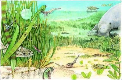 A habitat is where animals sleep, breed and eat.