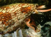 Quiz Des bestioles à éviter dans l'eau