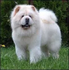What is this breed?