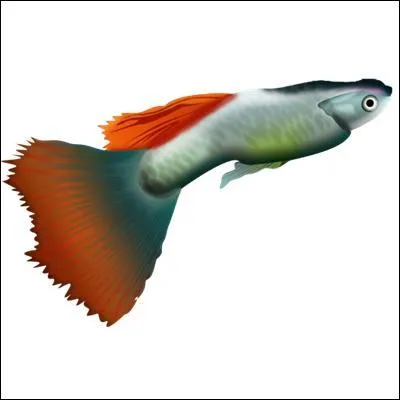 How do guppies have their babies?