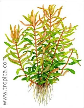 Why would you have plants in your aquarium?