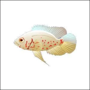 Can you have an oscar and mollies together in an aquarium?