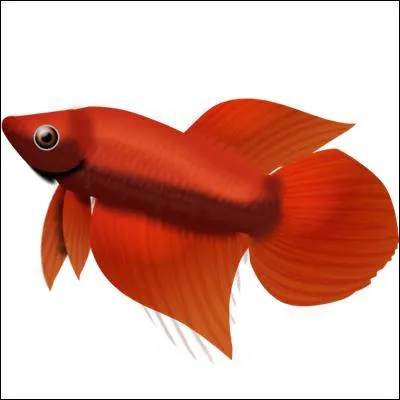 How many boy Siamese Fighting Fish can you keep together?