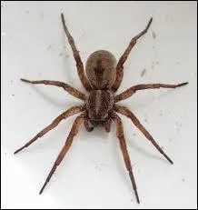 What is the size of worlds smallest spider ?