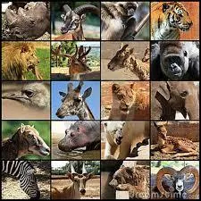 Which animal has the highest blood pressure ?