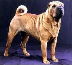 What is this breed?