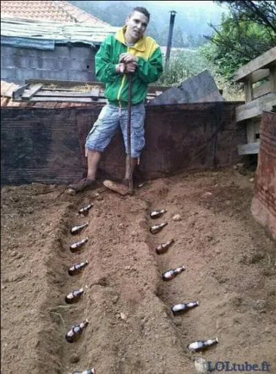 Which of these beers is French?