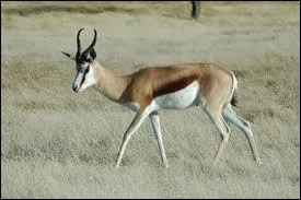 Which country is this animal the emblem of?