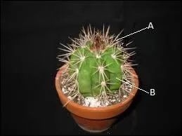 Which is the leaf of the plant?