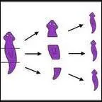 The picture shows which process occurring in planaria...