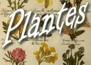 Quiz Ces plantes qui nous guérissent