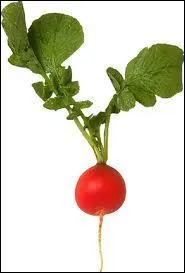 What's the name of the vegetable?