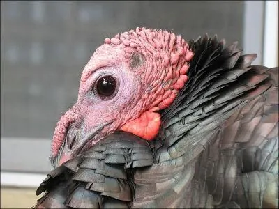 True or False : When a turkey becomes frightened, agitated, excited or ill, the exposed skin on its head and neck can change from its usual pale pink or bluish gray color to red, white, or blue.