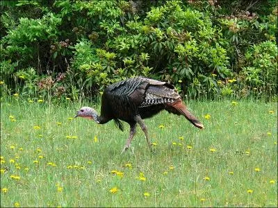 What do wild turkeys generally eat?