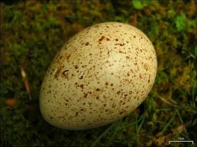 True or False : Wild turkeys can lay a clutch up to 17 eggs.