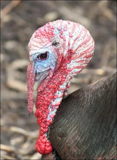 What is the name of the fleshy appendage that attaches just above the beak on male turkeys?