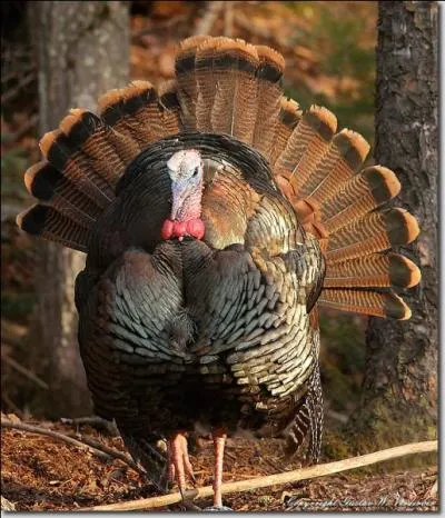 Is the male turkey pictured here a jake (juvenile) or a gobbler (adult)?