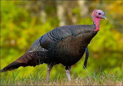 How fast can wild turkeys fly?
