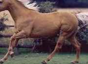 Quiz Horse breeds