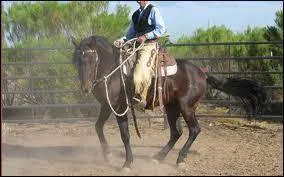 What horse is really fast, and normally not very tall?