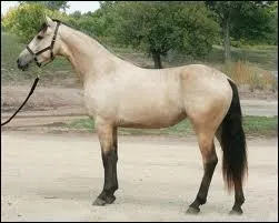 The color of the horse, what's this called?