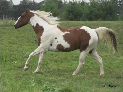 What breed of horse is this?