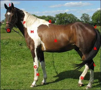 What part of the horse is letter E?