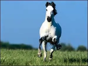 When a horse is sick, do you ________?