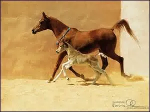 Do you think you could own a horse?