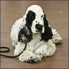 Which breed does he belong to?