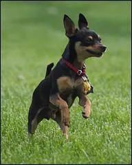 Which breed does he belong to?