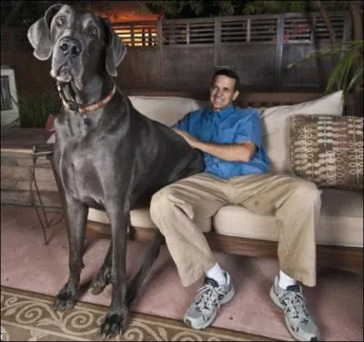 Beer, Black Forest, Desert Fox!