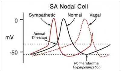 Activated adenylyl cyclase cleaves ATP in cAMP, resulting in what?