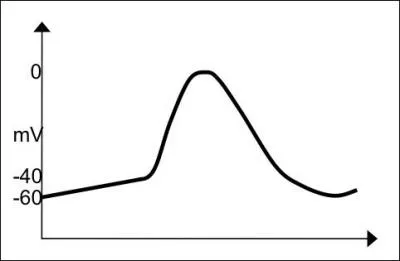 The following is an action potential representative of what class of cells?