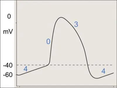 What is the resting potential of an SA Nodal cell?