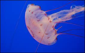 Jellyfish are...