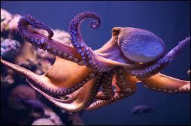 Octopus are cephalopods.
