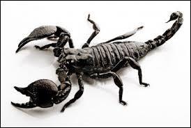 Scorpions are Arthropod animals.