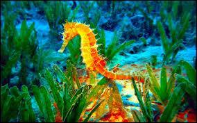 A Seahorse is ...