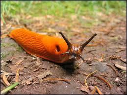 Slugs are similar to leeches with the main difference of antennae.