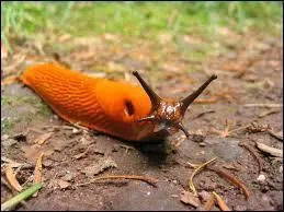 Slugs are similar to leeches with the main difference of antennae.