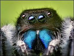 This animal is a spider.