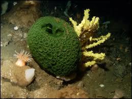 Sponges are NOT plants.