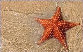 Starfish are ...