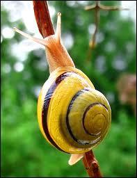Snails are ...