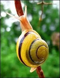Snails are ...