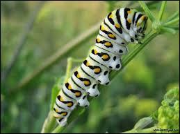 Caterpillars are the larvae of insects... so...