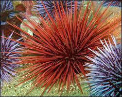 Urchins are ...