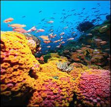 Corals are animals or plants?