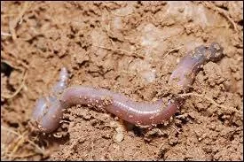 This invertebrate animal is ...